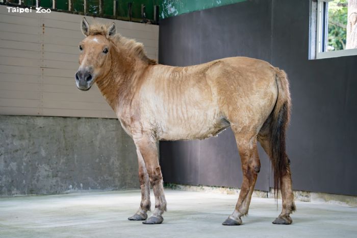 蒙古野馬搬進寬敞新家，動物園打造更友善活動空間